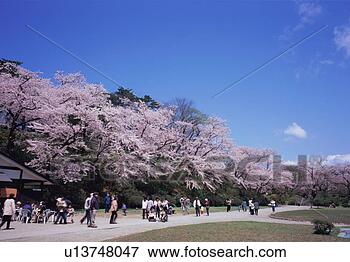 Picture - cherry blossoms 
in a park. fotosearch 
- search stock 
photos, pictures, 
images, and photo 
clipart