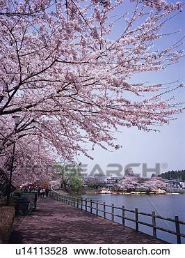 Stock Photo - cherry blossoms 
in a park. fotosearch 
- search stock 
photos, pictures, 
images, and photo 
clipart