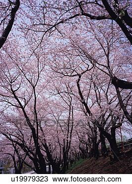 Stock Photo - cherry blossoms 
in a park. fotosearch 
- search stock 
photos, pictures, 
images, and photo 
clipart