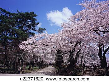Stock Photography - cherry blossoms 
in a park. fotosearch 
- search stock 
photos, pictures, 
images, and photo 
clipart