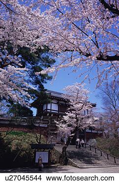 Stock Photo - cherry blossoms 
in a park. fotosearch 
- search stock 
photos, pictures, 
images, and photo 
clipart