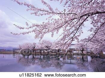 Stock Photo - cherry blossoms 
reflected upon 
pond. fotosearch 
- search stock 
photos, pictures, 
images, and photo 
clipart