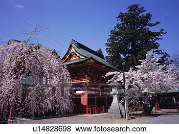 Stock Photo - cherry blossoms 
in shiogama shrine. 
fotosearch - search 
stock photos, 
pictures, images, 
and photo clipart
