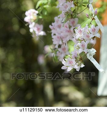 Stock Photography - cherry blossoms 
in spring. fotosearch 
- search stock 
photos, pictures, 
images, and photo 
clipart