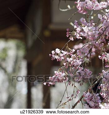 Stock Photograph - cherry blossoms 
in spring. fotosearch 
- search stock 
photos, pictures, 
images, and photo 
clipart