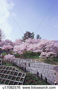 Stock Photo - cherry blossoms 
in takatoh park. 
fotosearch - search 
stock photos, 
pictures, images, 
and photo clipart