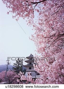 Stock Photo - cherry blossoms 
in takatoh park. 
fotosearch - search 
stock photos, 
pictures, images, 
and photo clipart