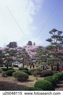 Stock Image - cherry blossoms 
in takatoh park. 
fotosearch - search 
stock photos, 
pictures, images, 
and photo clipart