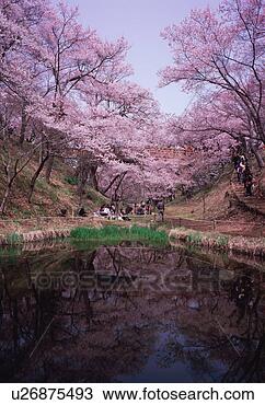Stock Photo - cherry blossoms 
in takatoh park. 
fotosearch - search 
stock photos, 
pictures, images, 
and photo clipart
