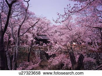 Stock Photo - cherry blossoms 
in takatoh park. 
fotosearch - search 
stock photos, 
pictures, images, 
and photo clipart