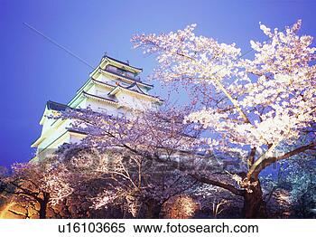 Stock Image - cherry blossoms 
in tsurugajo castle, 
fukushima prefecture, 
japan. fotosearch 
- search stock 
photos, pictures, 
images, and photo 
clipart