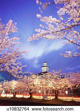 Stock Photo - cherry blossoms 
in tsuruoka park. 
fotosearch - search 
stock photos, 
pictures, images, 
and photo clipart