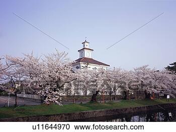 Stock Photography - cherry blossoms 
in tsuruoka park. 
fotosearch - search 
stock photos, 
pictures, images, 
and photo clipart
