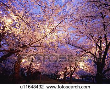 Stock Photo - cherry blossoms 
in tsuruoka park 
at night. fotosearch 
- search stock 
photos, pictures, 
images, and photo 
clipart