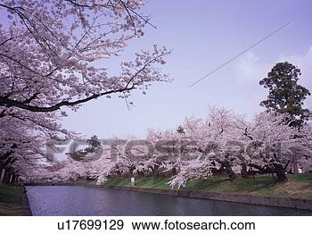 Stock Photograph - cherry blossoms 
in tsuruoka park. 
fotosearch - search 
stock photos, 
pictures, images, 
and photo clipart