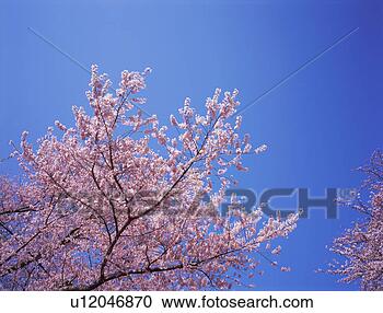 Stock Photography - cherry blossoms, 
yamagata prefecture, 
japan. fotosearch 
- search stock 
photos, pictures, 
images, and photo 
clipart