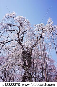 Stock Photography - cherry blossoms, 
yamagata prefecture, 
japan. fotosearch 
- search stock 
photos, pictures, 
images, and photo 
clipart