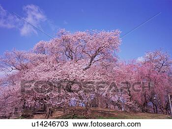 Stock Photo - cherry blossoms, 
yamagata prefecture, 
japan. fotosearch 
- search stock 
photos, pictures, 
images, and photo 
clipart