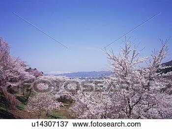 Picture - cherry blossoms, 
yamagata prefecture, 
japan. fotosearch 
- search stock 
photos, pictures, 
images, and photo 
clipart