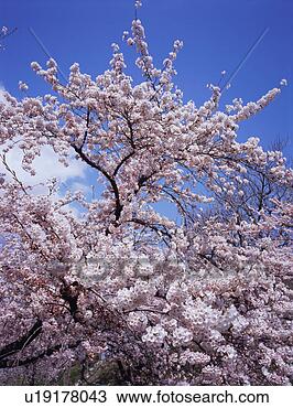 Stock Photo - cherry blossoms, 
yamagata prefecture, 
japan. fotosearch 
- search stock 
photos, pictures, 
images, and photo 
clipart