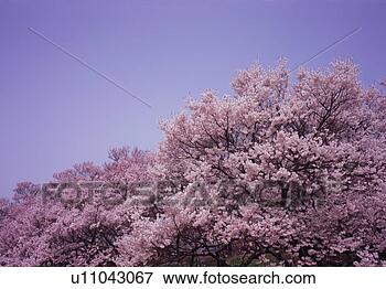 Picture - cherry blossoms. 
fotosearch - search 
stock photos, 
pictures, images, 
and photo clipart