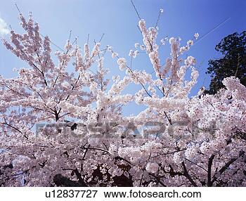 Picture - cherry blossoms. 
fotosearch - search 
stock photos, 
pictures, images, 
and photo clipart