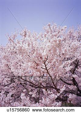 Stock Photography - cherry blossoms. 
fotosearch - search 
stock photos, 
pictures, images, 
and photo clipart