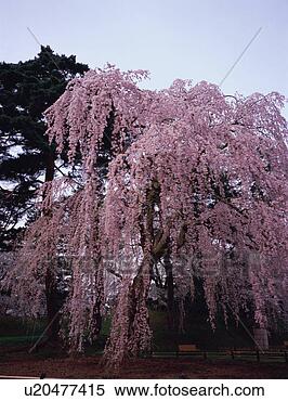 Stock Image - cherry tree in 
hirosaki castle. 
fotosearch - search 
stock photos, 
pictures, images, 
and photo clipart