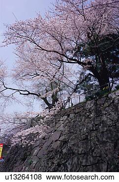 Stock Photo - cherry tree in 
morioka castle 
park. fotosearch 
- search stock 
photos, pictures, 
images, and photo 
clipart
