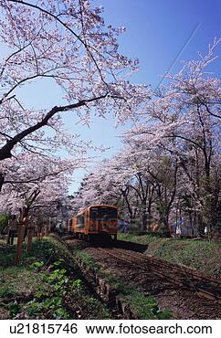 Stock Photo - cherry trees in 
ashino park. fotosearch 
- search stock 
photos, pictures, 
images, and photo 
clipart