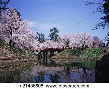 Stock Photo - cherry trees in 
hirosaki castle. 
fotosearch - search 
stock photos, 
pictures, images, 
and photo clipart