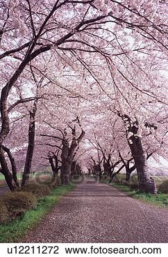 Stock Photo - cherry trees in 
a row. fotosearch 
- search stock 
photos, pictures, 
images, and photo 
clipart
