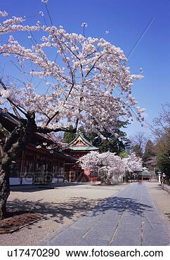 Stock Photography - cherry trees in 
shiogama shrine. 
fotosearch - search 
stock photos, 
pictures, images, 
and photo clipart
