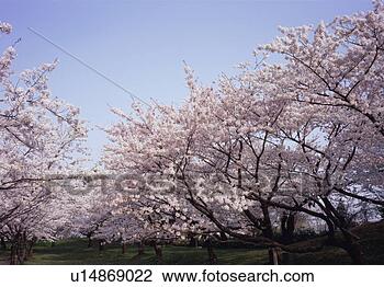 Stock Photo - cherry trees in 
tsuruoka park. 
fotosearch - search 
stock photos, 
pictures, images, 
and photo clipart