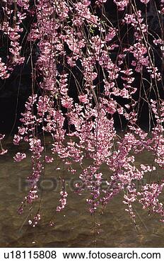 Stock Photo - gion, kyoto prefecture, 
japan. fotosearch 
- search stock 
photos, pictures, 
images, and photo 
clipart