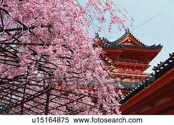 Stock Image - heian jingu shrine, 
kyoto prefecture, 
japan. fotosearch 
- search stock 
photos, pictures, 
images, and photo 
clipart