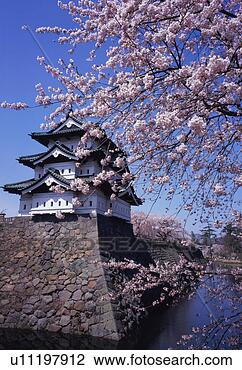 Stock Photo - hirosaki castle 
in spring. fotosearch 
- search stock 
photos, pictures, 
images, and photo 
clipart