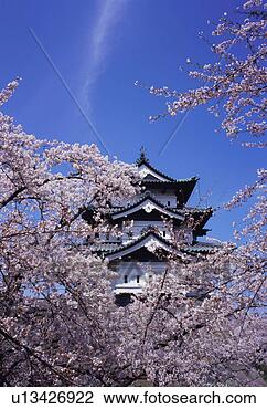 Stock Photo - hirosaki castle 
in spring. fotosearch 
- search stock 
photos, pictures, 
images, and photo 
clipart