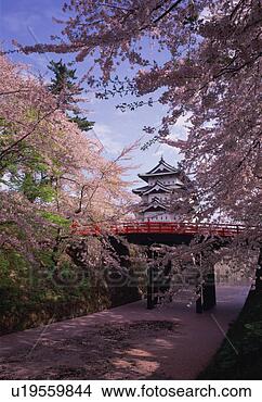 Stock Photo - hirosaki castle 
in spring. fotosearch 
- search stock 
photos, pictures, 
images, and photo 
clipart