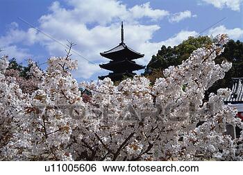 Stock Photo - ninnaji temple, 
kyoto prefecture, 
japan. fotosearch 
- search stock 
photos, pictures, 
images, and photo 
clipart