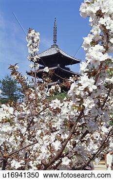Stock Photography - ninnaji temple, 
kyoto prefecture, 
japan. fotosearch 
- search stock 
photos, pictures, 
images, and photo 
clipart