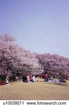 Stock Photography - people sitting 
in a park viewing 
cherry blossoms. 
fotosearch - search 
stock photos, 
pictures, images, 
and photo clipart
