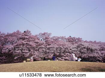 Stock Photo - people sitting 
in a park viewing 
cherry blossoms. 
fotosearch - search 
stock photos, 
pictures, images, 
and photo clipart