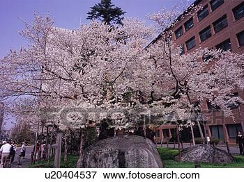 Picture - rock splitting 
cherry tree. fotosearch 
- search stock 
photos, pictures, 
images, and photo 
clipart