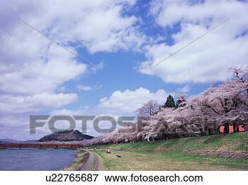 Picture - row of cherry 
blossom trees. 
fotosearch - search 
stock photos, 
pictures, images, 
and photo clipart