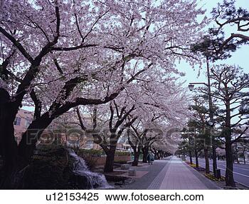 Stock Image - treelined street 
with cherry blossoms. 
fotosearch - search 
stock photos, 
pictures, images, 
and photo clipart