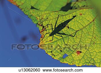 Stock Photography - cricket, arthropoda, 
bug, insect, leaf. 
fotosearch - search 
stock photos, 
pictures, images, 
and photo clipart
