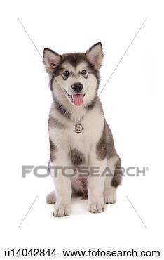 Stock Photo - canine, pet, closeup, 
close up, domestic 
animal, alaskan 
malamute. fotosearch 
- search stock 
photos, pictures, 
images, and photo 
clipart