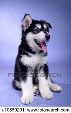 Stock Photography - companion,  domestic 
animal,  canine, 
 closeup,  close 
up,  alaskan. 
fotosearch - search 
stock photos, 
pictures, images, 
and photo clipart