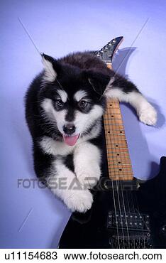 Stock Photo - companion,  domestic 
animal,  canine, 
 closeup,  close 
up,  alaskan. 
fotosearch - search 
stock photos, 
pictures, images, 
and photo clipart